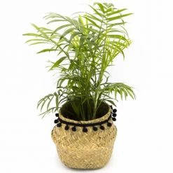 Réconciliation Végétale Plantes D'intérieur Et Fleurs D'intérieur Palmier Nain Avec Cache-pot -Parasols Soldes Magasin palmier nain avec cache pot 3