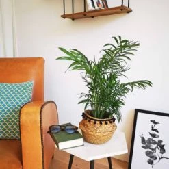 Réconciliation Végétale Plantes D'intérieur Et Fleurs D'intérieur Palmier Nain Avec Cache-pot -Parasols Soldes Magasin palmier nain avec cache pot 4