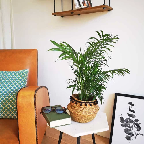 Réconciliation Végétale Plantes D'intérieur Et Fleurs D'intérieur Palmier Nain Sans Cache-pot 4 Réconciliation Végétale Plantes D'intérieur Et Fleurs D'intérieur Palmier Nain Sans Cache-pot – Image 2