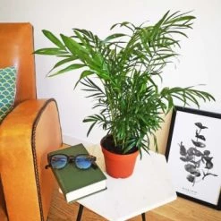 Réconciliation Végétale Plantes D'intérieur Et Fleurs D'intérieur Palmier Nain Avec Cache-pot -Parasols Soldes Magasin palmier nain sans cache pot 4