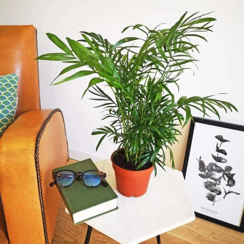 Réconciliation Végétale Plantes D'intérieur Et Fleurs D'intérieur Palmier Nain Sans Cache-pot 3 Réconciliation Végétale Plantes D'intérieur Et Fleurs D'intérieur Palmier Nain Sans Cache-pot