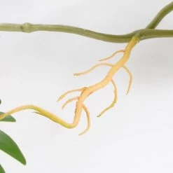 Mica Decorations Plantes D'intérieur Et Fleurs D'intérieur Philodendron Xanadu Artificielle Suspendue H115 -Parasols Soldes Magasin philodendron xanadu artificielle suspendue h115 3