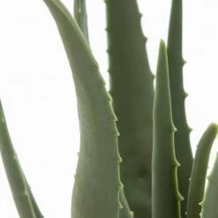 Oviala Plantes D'intérieur Et Fleurs D'intérieur Plante Artificielle Avec Pot Aloe Vera, Hauteur 43 Cm Vert -Parasols Soldes Magasin plante artificielle avec pot aloe vera hauteur 43 cm vert 3