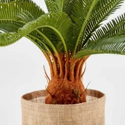 Oviala Plantes D'intérieur Et Fleurs D'intérieur Plante Artificielle Avec Pot Cycas, Hauteur 65 Cm -Parasols Soldes Magasin plante artificielle avec pot cycas hauteur 65 cm 2
