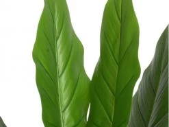 Kaemingk Plantes D'intérieur Et Fleurs D'intérieur Plante Artificiellle Strelitzia En Pot Plastique -Parasols Soldes Magasin plante artificiellle strelitzia en pot plastique 1