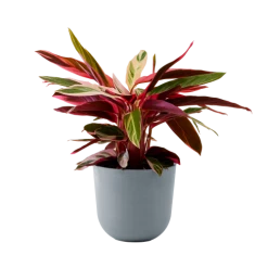 Flowy Plantes D'intérieur Et Fleurs D'intérieur Plante - Calathea Triostar 85 Cm En Pot Bleu Gris