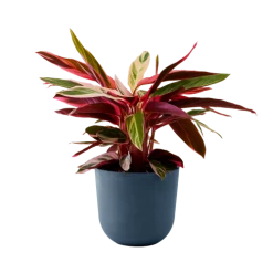 Flowy Plantes D'intérieur Et Fleurs D'intérieur Plante - Calathea Triostar 85 Cm En Pot Bleu Nuit