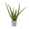 Flowy Plantes D'intérieur Et Fleurs D'intérieur Plante D'intérieur - Aloe Vera De 25 Cm En Pot Blanc Gris -Parasols Soldes Magasin plante d interieur aloe vera de 25 cm en pot blanc gris