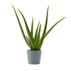 Flowy Plantes D'intérieur Et Fleurs D'intérieur Plante D'intérieur - Aloe Vera De 25 Cm En Pot Bleu Gris -Parasols Soldes Magasin plante d interieur aloe vera de 25 cm en pot bleu gris