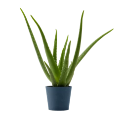 Flowy Plantes D'intérieur Et Fleurs D'intérieur Plante D'intérieur - Aloe Vera De 25 Cm En Pot Bleu Nuit