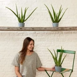 Flowy Plantes D'intérieur Et Fleurs D'intérieur Plante D'intérieur - Aloe Vera De 25 Cm En Pot Noir -Parasols Soldes Magasin plante d interieur aloe vera de 25 cm en pot noir 1