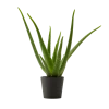 Flowy Plantes D'intérieur Et Fleurs D'intérieur Plante D'intérieur - Aloe Vera De 25 Cm En Pot Noir 2 Flowy Plantes D'intérieur Et Fleurs D'intérieur Plante D'intérieur - Aloe Vera De 25 Cm En Pot Noir -Parasols Soldes Magasin plante d interieur aloe vera de 25 cm en pot noir