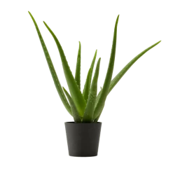 Flowy Plantes D'intérieur Et Fleurs D'intérieur Plante D'intérieur - Aloe Vera De 25 Cm En Pot Noir