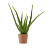 Flowy Plantes D'intérieur Et Fleurs D'intérieur Plante D'intérieur - Aloe Vera De 25 Cm En Pot Terra -Parasols Soldes Magasin plante d interieur aloe vera de 25 cm en pot terra