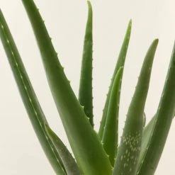 Flowy Plantes D'intérieur Et Fleurs D'intérieur Plante D'intérieur - Aloe Vera De 25 Cm En Pot Terra -Parasols Soldes Magasin plante d interieur aloe vera de 25 cm en pot terra 2