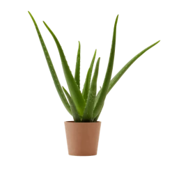 Flowy Plantes D'intérieur Et Fleurs D'intérieur Plante D'intérieur - Aloe Vera De 25 Cm En Pot Terra