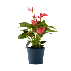 Flowy Plantes D'intérieur Et Fleurs D'intérieur Plante D'intérieur - Anthurium Rose 50 Cm En Pot Bleu Nuit