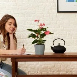 Flowy Plantes D'intérieur Et Fleurs D'intérieur Plante D'intérieur - Anthurium Rose 50 Cm En Pot Noir -Parasols Soldes Magasin plante d interieur anthurium rose 50 cm en pot noir 1