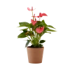 Flowy Plantes D'intérieur Et Fleurs D'intérieur Plante D'intérieur - Anthurium Rose 50 Cm En Pot Terra -Parasols Soldes Magasin plante d interieur anthurium rose 50 cm en pot terra