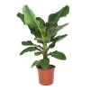 Flowy Plantes D'intérieur Et Fleurs D'intérieur Plante D'intérieur - Bananier De 80 Cm -Parasols Soldes Magasin plante d interieur bananier de 80 cm