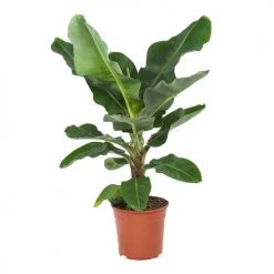 Flowy Plantes D'intérieur Et Fleurs D'intérieur Plante D'intérieur - Bananier De 80 Cm