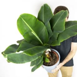 Flowy Plantes D'intérieur Et Fleurs D'intérieur Plante D'intérieur - Bananier De 80 Cm En Pot Blanc Gris -Parasols Soldes Magasin plante d interieur bananier de 80 cm en pot blanc gris 2