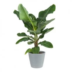 Flowy Plantes D'intérieur Et Fleurs D'intérieur Plante D'intérieur - Bananier De 80 Cm En Pot Bleu Gris