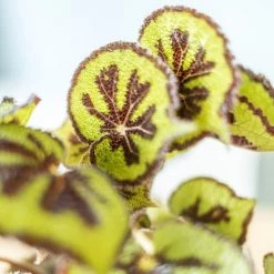 Réconciliation Végétale Plantes D'intérieur Et Fleurs D'intérieur Plante D'intérieur Bégonia Croix De Fer + Cache-pot -Parasols Soldes Magasin plante d interieur begonia croix de fer cache pot 2