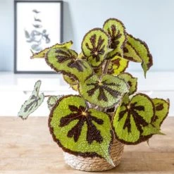 Réconciliation Végétale Plantes D'intérieur Et Fleurs D'intérieur Plante D'intérieur Bégonia Croix De Fer + Cache-pot