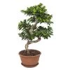Flowy Plantes D'intérieur Et Fleurs D'intérieur Plante D'intérieur - Bonsaï Ficus De 70cm -Parasols Soldes Magasin plante d interieur bonsai ficus de 70cm 1