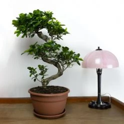 Flowy Plantes D'intérieur Et Fleurs D'intérieur Plante D'intérieur - Bonsaï Ficus De 70cm -Parasols Soldes Magasin plante d interieur bonsai ficus de 70cm 4