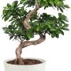 Flowy Plantes D'intérieur Et Fleurs D'intérieur Plante D'intérieur - Bonsaï Ficus De 70cm En Pot Blanc Gris -Parasols Soldes Magasin plante d interieur bonsai ficus de 70cm en pot blanc gris