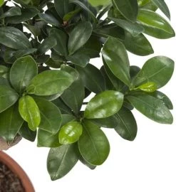 Flowy Plantes D'intérieur Et Fleurs D'intérieur Plante D'intérieur - Bonsaï Ficus De 70cm En Pot Blanc Gris -Parasols Soldes Magasin plante d interieur bonsai ficus de 70cm en pot blanc gris 2