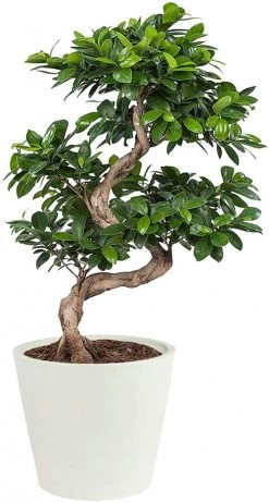 Flowy Plantes D'intérieur Et Fleurs D'intérieur Plante D'intérieur - Bonsaï Ficus De 70cm En Pot Blanc Gris