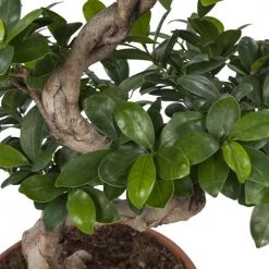 Flowy Plantes D'intérieur Et Fleurs D'intérieur Plante D'intérieur - Bonsaï Ficus De 70cm En Pot Blanc Gris -Parasols Soldes Magasin plante d interieur bonsai ficus de 70cm en pot blanc gris 3