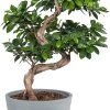 Flowy Plantes D'intérieur Et Fleurs D'intérieur Plante D'intérieur - Bonsaï Ficus De 70cm En Pot Bleu Gris 2 Flowy Plantes D'intérieur Et Fleurs D'intérieur Plante D'intérieur - Bonsaï Ficus De 70cm En Pot Bleu Gris -Parasols Soldes Magasin plante d interieur bonsai ficus de 70cm en pot bleu gris
