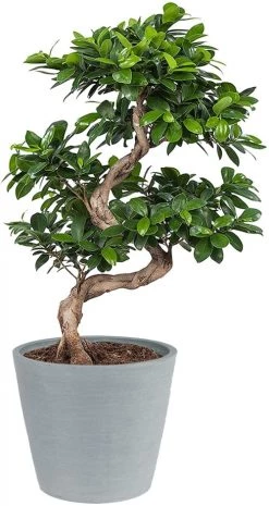 Flowy Plantes D'intérieur Et Fleurs D'intérieur Plante D'intérieur - Bonsaï Ficus De 70cm En Pot Bleu Gris