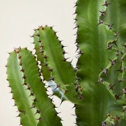 Flowy Plantes D'intérieur Et Fleurs D'intérieur Plante D'intérieur - Cactus Euphorbe De 80 Cm -Parasols Soldes Magasin plante d interieur cactus euphorbe de 80 cm 2