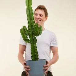 Flowy Plantes D'intérieur Et Fleurs D'intérieur Plante D'intérieur - Cactus Euphorbe De 80 Cm -Parasols Soldes Magasin plante d interieur cactus euphorbe de 80 cm 4