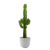 Flowy Plantes D'intérieur Et Fleurs D'intérieur Plante D'intérieur - Cactus Euphorbe De 80 Cm En Pot Blanc Gris -Parasols Soldes Magasin plante d interieur cactus euphorbe de 80 cm en pot blanc gris
