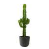 Flowy Plantes D'intérieur Et Fleurs D'intérieur Plante D'intérieur - Cactus Euphorbe De 80 Cm En Pot Noir -Parasols Soldes Magasin plante d interieur cactus euphorbe de 80 cm en pot noir