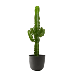 Flowy Plantes D'intérieur Et Fleurs D'intérieur Plante D'intérieur - Cactus Euphorbe De 80 Cm En Pot Noir
