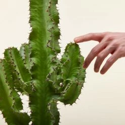 Flowy Plantes D'intérieur Et Fleurs D'intérieur Plante D'intérieur - Cactus Euphorbe De 80 Cm En Pot Noir -Parasols Soldes Magasin plante d interieur cactus euphorbe de 80 cm en pot noir 4