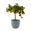 Flowy Plantes D'intérieur Et Fleurs D'intérieur Plante D'intérieur- Calamondin 75 Cm En Pot Bleu Gris -Parasols Soldes Magasin plante d interieur calamondin 75 cm en pot bleu gris