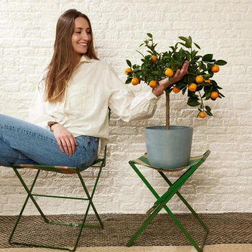 Flowy Plantes D'intérieur Et Fleurs D'intérieur Plante D'intérieur- Calamondin 75 Cm En Pot Bleu Nuit 5 Flowy Plantes D'intérieur Et Fleurs D'intérieur Plante D'intérieur- Calamondin 75 Cm En Pot Bleu Nuit – Image 3