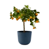 Flowy Plantes D'intérieur Et Fleurs D'intérieur Plante D'intérieur- Calamondin 75 Cm En Pot Bleu Nuit -Parasols Soldes Magasin plante d interieur calamondin 75 cm en pot bleu nuit