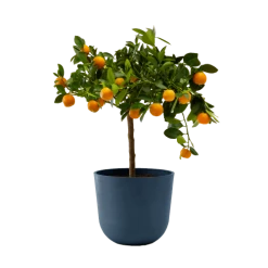 Flowy Plantes D'intérieur Et Fleurs D'intérieur Plante D'intérieur- Calamondin 75 Cm En Pot Bleu Nuit