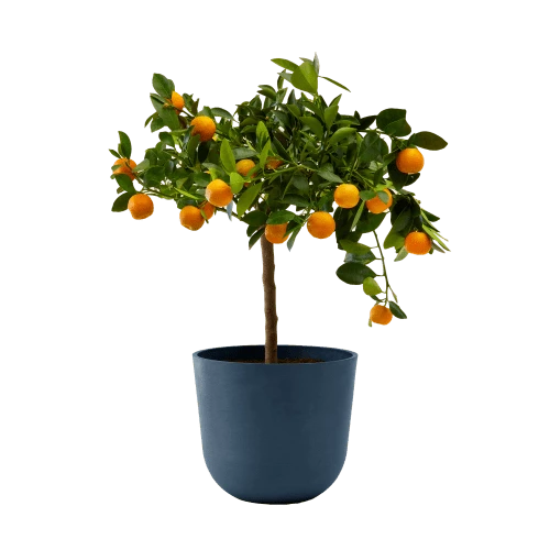 Flowy Plantes D'intérieur Et Fleurs D'intérieur Plante D'intérieur- Calamondin 75 Cm En Pot Bleu Nuit 3 Flowy Plantes D'intérieur Et Fleurs D'intérieur Plante D'intérieur- Calamondin 75 Cm En Pot Bleu Nuit