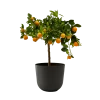 Flowy Plantes D'intérieur Et Fleurs D'intérieur Plante D'intérieur- Calamondin 75 Cm En Pot Noir -Parasols Soldes Magasin plante d interieur calamondin 75 cm en pot noir