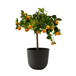 Flowy Plantes D'intérieur Et Fleurs D'intérieur Plante D'intérieur- Calamondin 75 Cm En Pot Noir